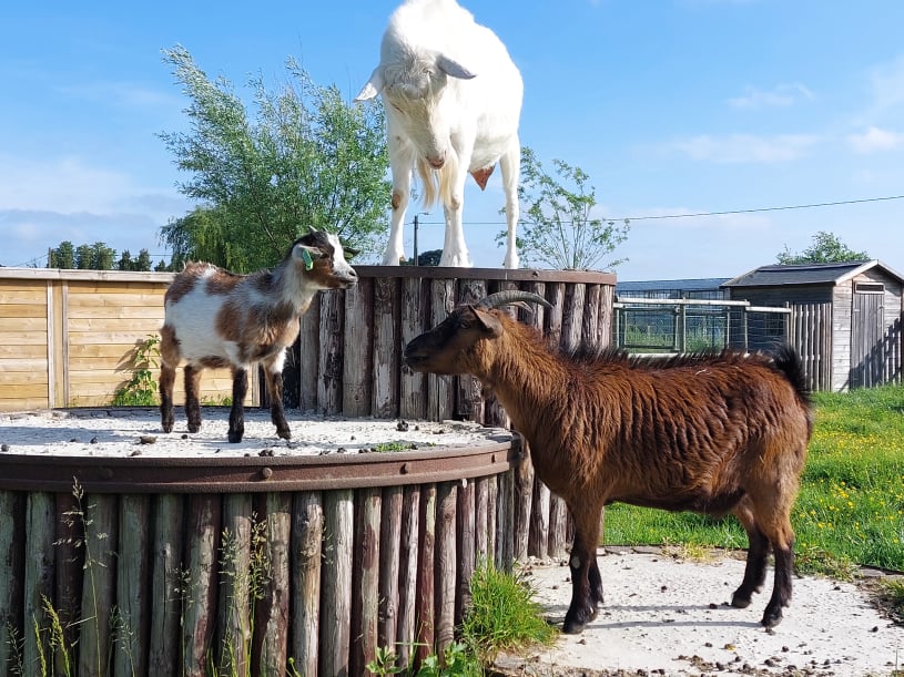 Mobirise Website Builder